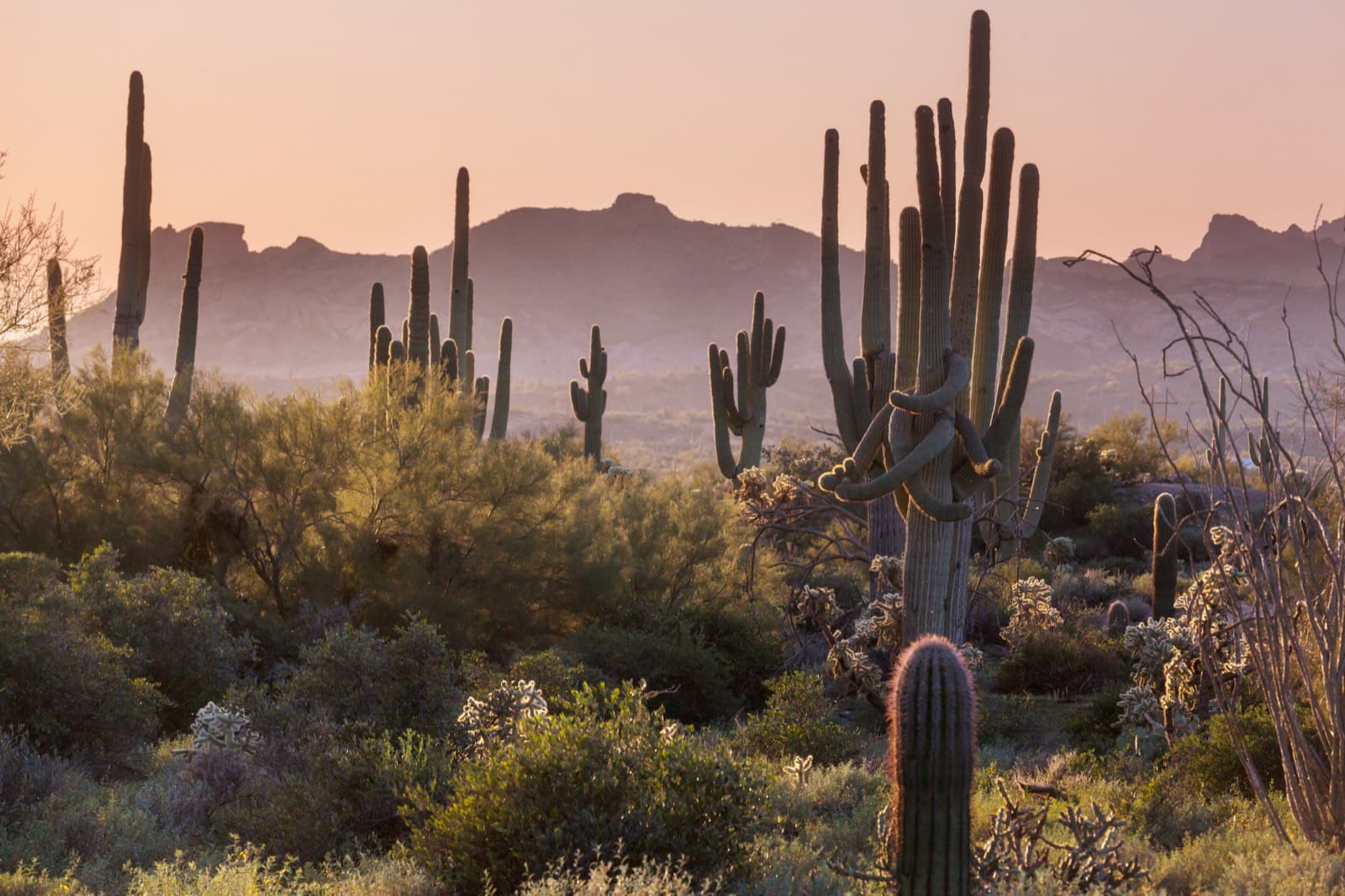 Saguaro cactus across the Sonoran Desert in Arizona